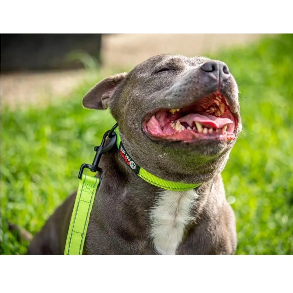 NWT Set of 3 Primal Pet Gear Collars Medium Green